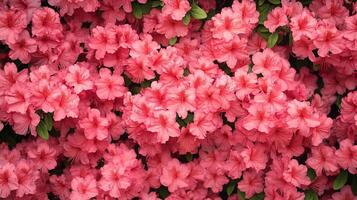 Vibrant pink azalea blossoms create a stunning floral backdrop in spring, captivating viewers with their lush texture and color in a garden setting photo