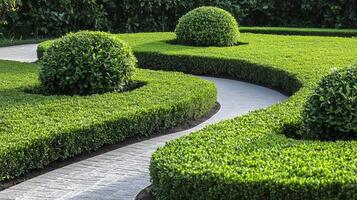 Curved pathway lined with neatly trimmed hedges and rounded shrubs in a tranquil garden setting on a sunny day photo