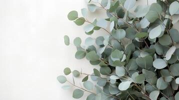 Eucalyptus leaves arranged artfully against a soft background, showcasing their unique shape and vibrant green color in natural light photo