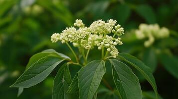 Delicate green flowers bloom on a shrub with glossy leaves in a sunny garden during springtime photo