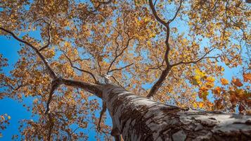 Autumn leaves cascade from a tall tree against a clear blue sky in a vibrant display of seasonal colors during the fall photo