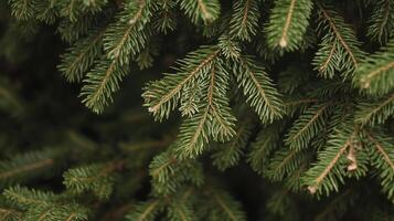 Close-up view of evergreen tree branches in natural setting during daylight, showcasing rich green needles and textures photo