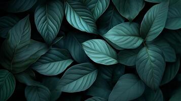 A close-up view of lush green leaves creating a serene backdrop in a natural setting during daylight hours photo