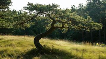 A twisted pine tree stands alone in a grassy meadow surrounded by dense woods during golden hour light photo