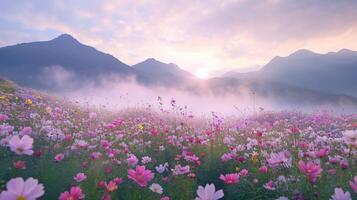 A breathtaking view of a vibrant flower field at dawn with mist and mountains in the background photo