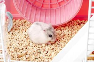 A curious hamster exploring its brightly colored habitat on a sunny afternoon photo