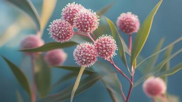 Close-up of pink flowers on slender branches against a soft blue background during early morning light in a tranquil garden photo
