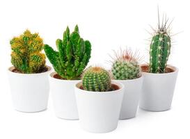 different types of cactus isolated on white background photo
