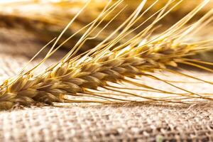 Ears of wheat on a sackcloth photo