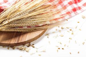 wheat ears isolated on white background photo