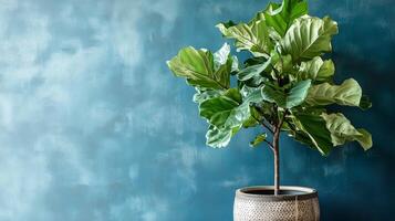 Fiddle leaf fig tree in a decorative pot against a textured blue wall in a cozy indoor space photo