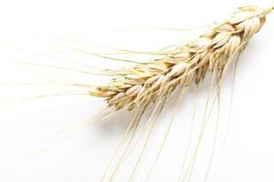 wheat ears isolated on white background photo