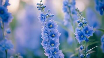 Beautiful blue delphinium flowers blooming in a lush garden during springtime, capturing the essence of nature's vibrant palette photo