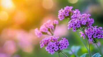 Beautiful clusters of purple flowers blooming in a garden during sunset, creating a serene and colorful atmosphere photo