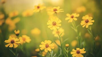 Vibrant yellow wildflowers blooming in a serene meadow under a soft golden light during early morning hours photo