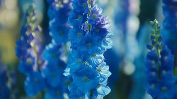 Vibrant delphinium flowers in full bloom under bright sunlight in a tranquil garden during spring photo