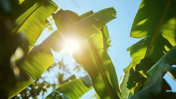 Sunlight filtering through lush green banana leaves on a clear day in a tropical setting photo
