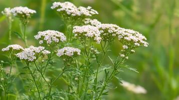 A cluster of delicate white flowers blooms amidst lush green foliage in a serene natural setting during the spring season photo