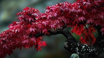 Stunning red foliage of a Japanese maple tree showcases vibrant autumn colors in a serene garden setting photo