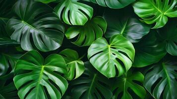 Lush tropical leaves creating a vibrant green backdrop in a serene natural setting photo
