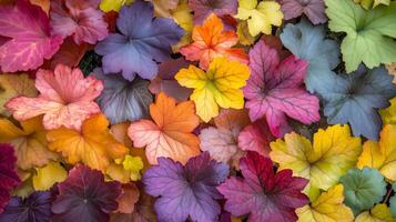 A vibrant display of autumn leaves in various colors arranged beautifully on the ground in a serene garden setting photo
