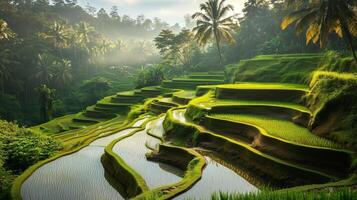 Lush terraced rice fields in Ubud during early morning light highlighting vibrant greens and tropical flora photo