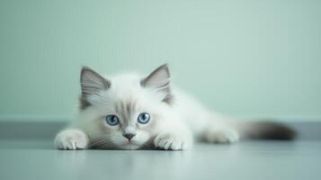 Curious fluffy kitten with blue eyes lying on a smooth surface in a softly lit indoor space photo