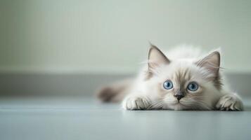 Playful cat with striking blue eyes lying on a smooth floor in a cozy indoor space during daylight photo
