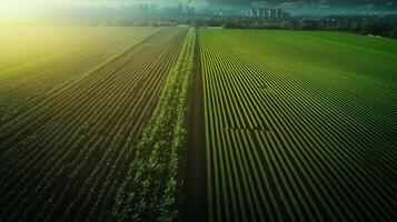 Aerial view of vibrant green fields with a city skyline in the background during golden hour showcasing agricultural patterns photo
