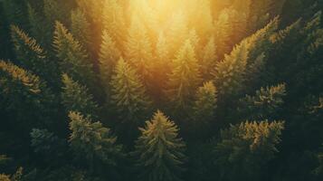 Aerial view of lush green pine trees with sunlight filtering through the canopy in a vast forest during the golden hour photo