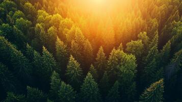 Sunrise over a dense evergreen forest with sunlight filtering through treetops in a tranquil natural setting photo