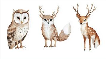 Watercolor illustrations of an owl, a fawn, and a deer showcasing forest wildlife in soft, natural colors photo