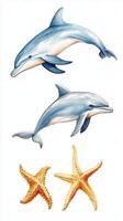 Colorful illustrations of two dolphins swimming gracefully above two starfish on a light background photo