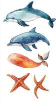Colorful watercolor illustrations of marine life featuring dolphins, a whale, and starfish in detailed design photo