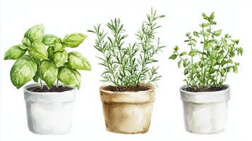 Three potted herbs including basil, rosemary, and mint growing in clay and ceramic containers against a light background photo