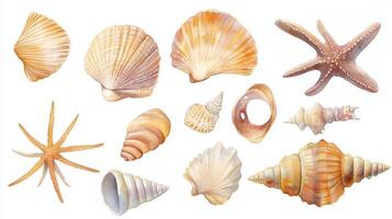 A collection of various seashells and a starfish showcasing diverse textures and shapes against a white background photo