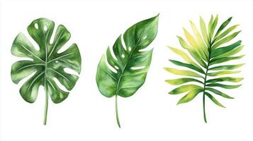 Watercolor illustration of various tropical leaves showcasing different shapes, textures, and shades of green photo