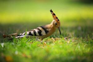 A Journey Through Avian Life Bird photo