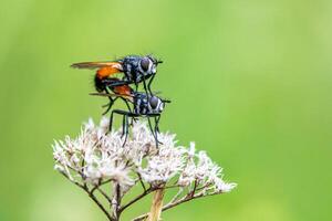 A distinct and captivating beauty of nature and wildlife photo