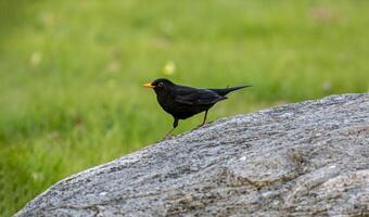 A distinct and captivating beauty of nature and wildlife photo