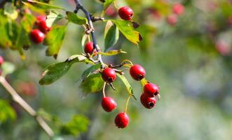 The Magic of Berries Bountiful Berries photo