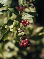 The Magic of Berries Bountiful Berries photo