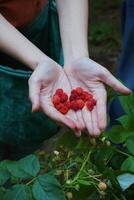 The Magic of Berries Bountiful Berries photo
