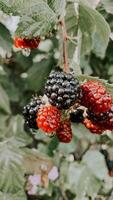 The Magic of Berries Bountiful Berries photo