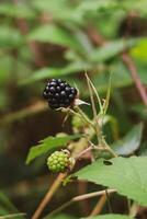 The Magic of Berries Bountiful Berries photo