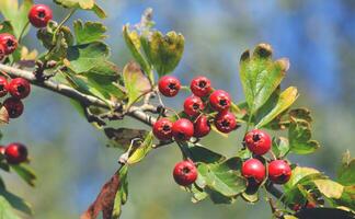 The Magic of Berries Bountiful Berries photo