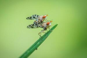 A distinct and captivating beauty of nature and wildlife photo