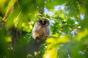 A distinct and captivating beauty of nature and wildlife photo