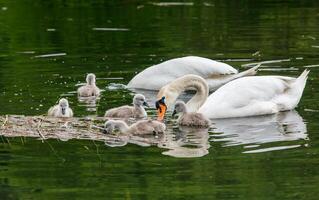 A distinct and captivating beauty of nature and wildlife photo