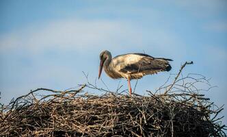 A distinct and captivating beauty of nature and wildlife photo